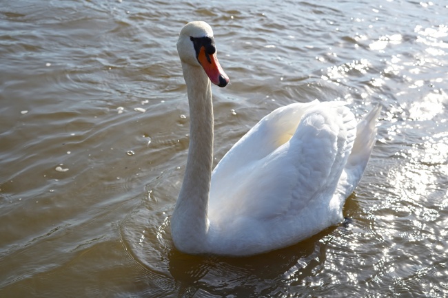 漂亮大白鹅浮水图片