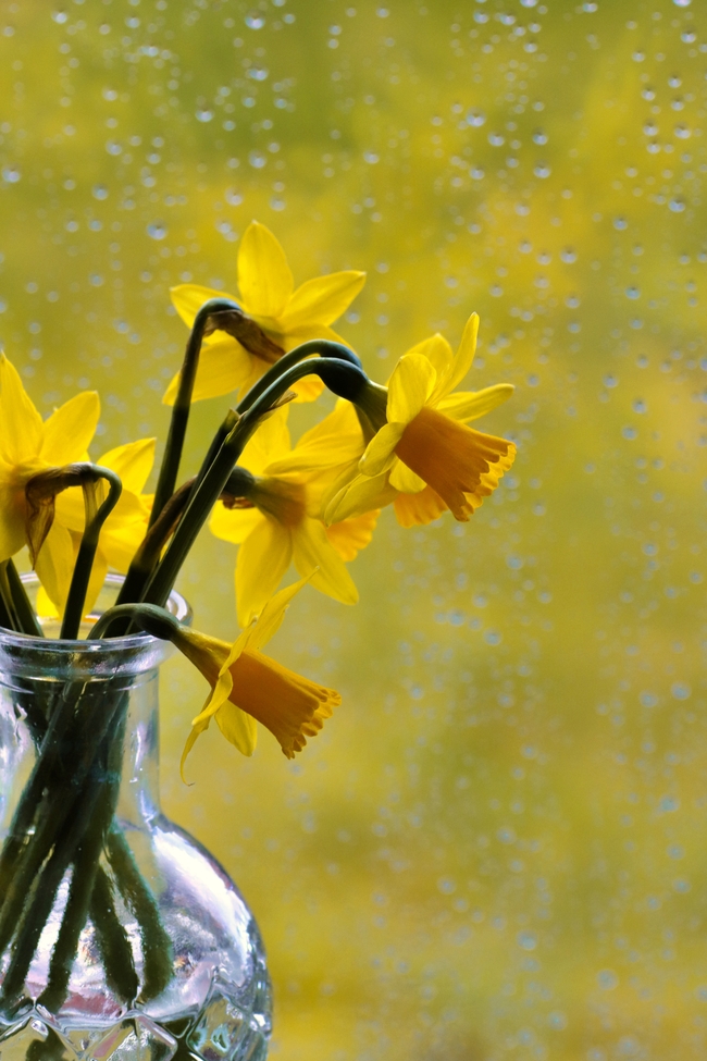 雨后窗台水仙花插花图片