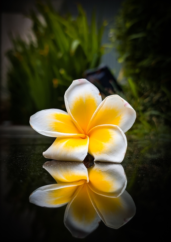 黄色鸡蛋花高清摄影图片