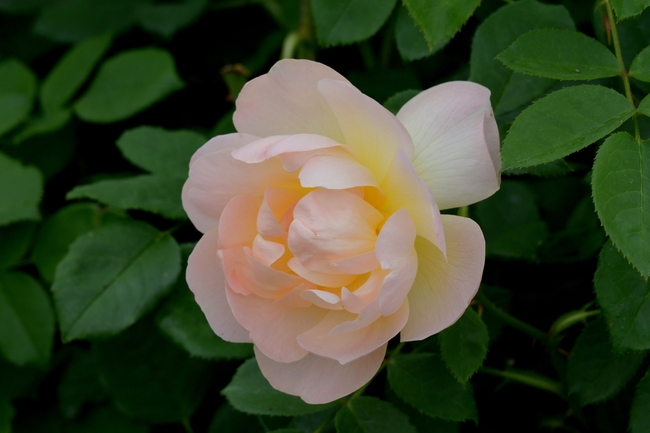 香槟色玫瑰花微距特写摄影图片