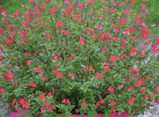 漂亮鼠尾草图片