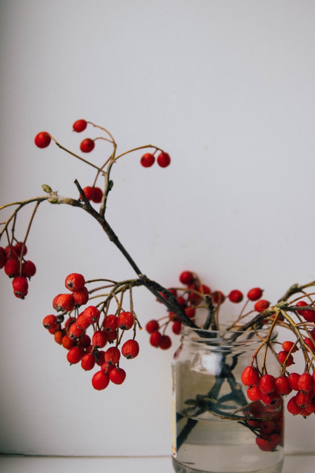 水培火把果图片