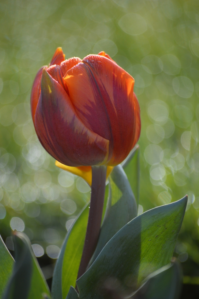 春天红色妖娆郁金香花开摄影图片