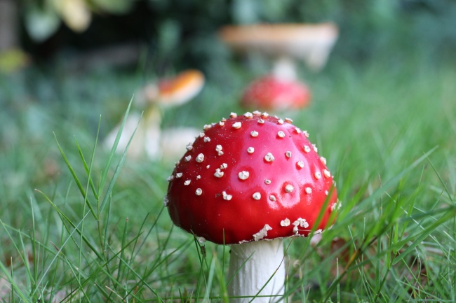 红色毒蘑菇包图片