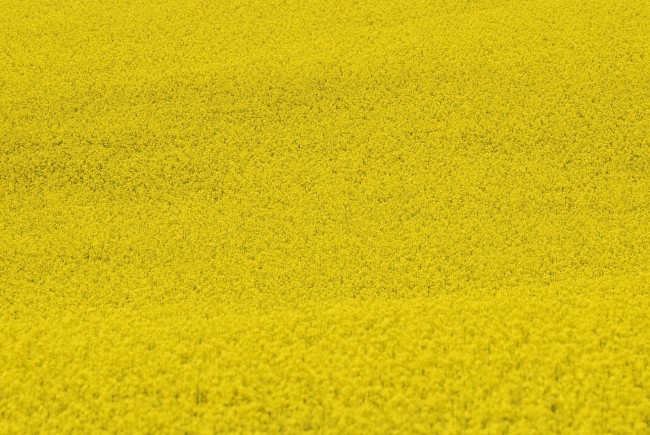 黄色花海背景图片