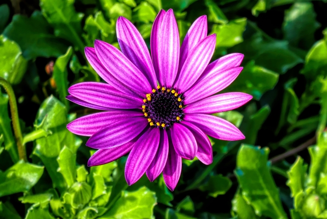 粉红色的花非洲菊图片