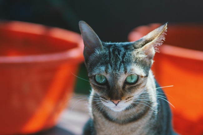 非洲短毛猫咪图片