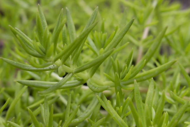 绿色植物叶子背景图片