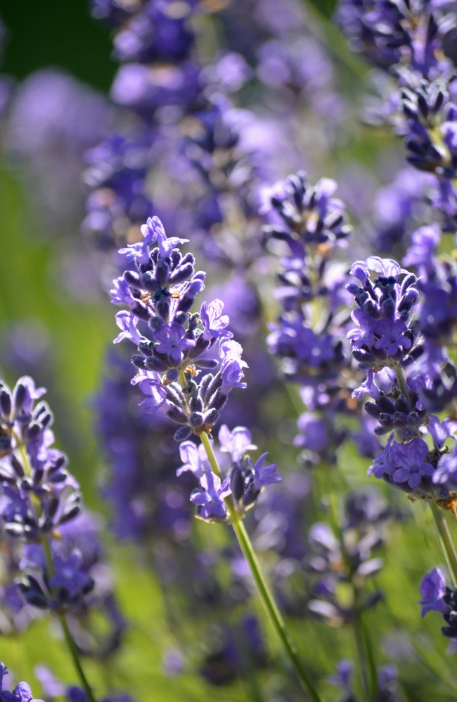 微距特写紫色薰衣草植物摄影图片