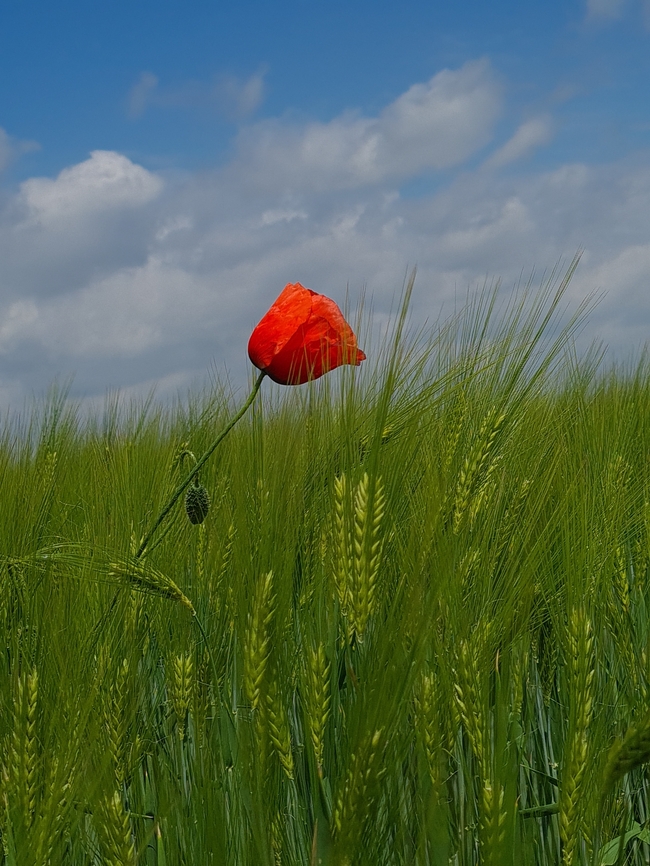 绿色麦田罂粟花图片