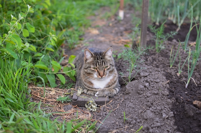 田里的猫图片