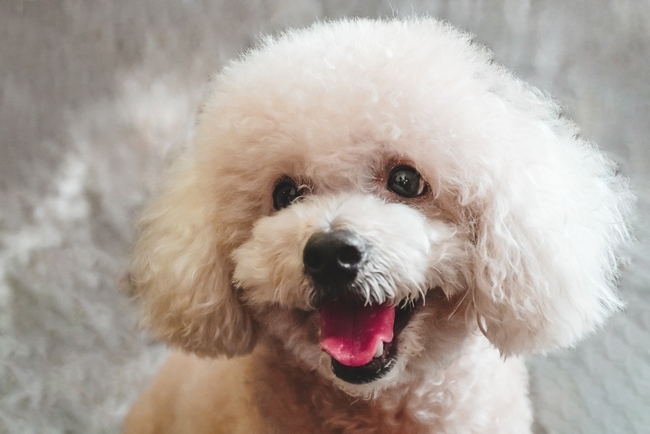 香槟色贵宾犬图片
