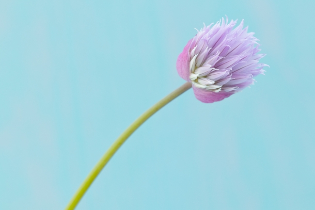 春天紫色小花图片