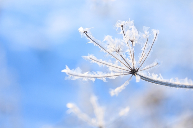 冬季唯美霜冻花草植物图片