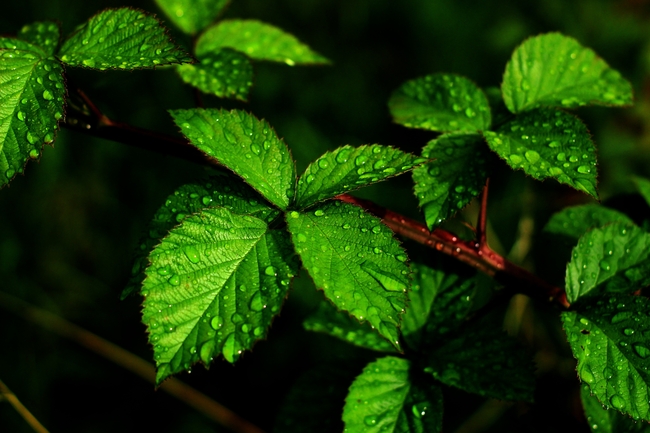 雨后沾满雨滴的绿叶图片
