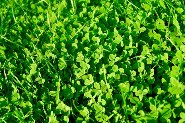 绿色青草地三叶草图片