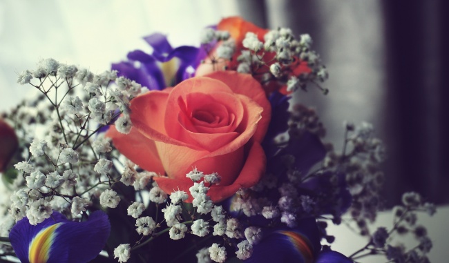 玫瑰花满天星花束图片