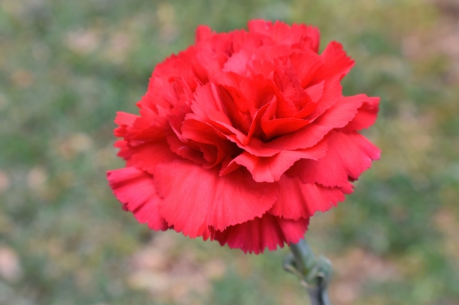 红色艳丽康乃馨图片