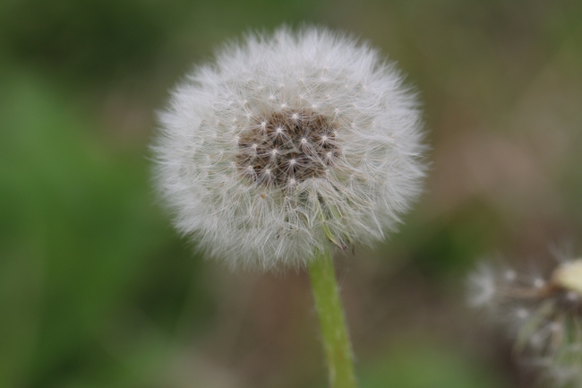 微距特写白色蒲公英摄影图片
