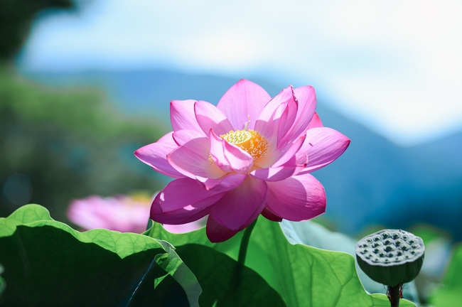 夏日粉色莲花莲蓬摄影图片