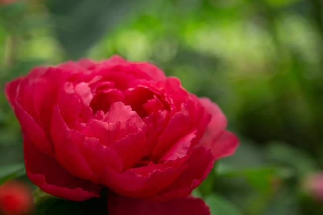 红色妖娆牡丹花图片