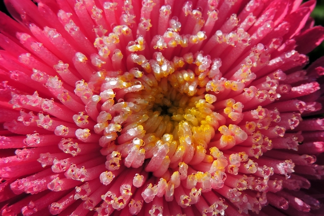 粉红色的花特写图片