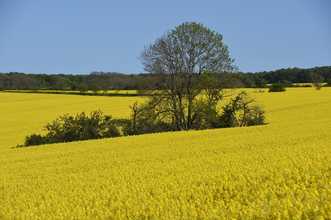 金色油菜花花海风景摄影图片