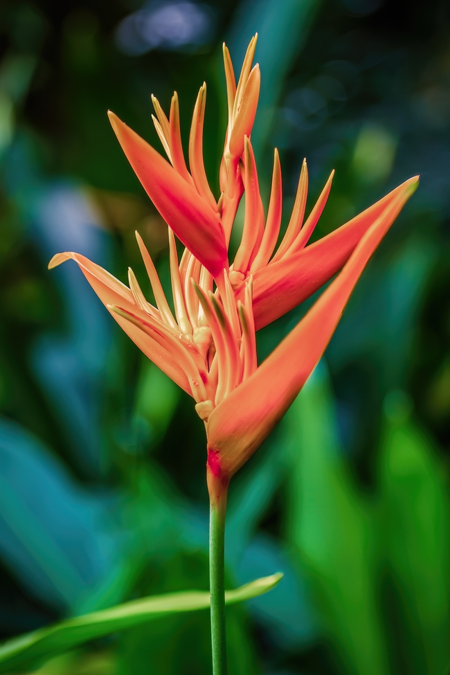 橙色天堂鸟花图片