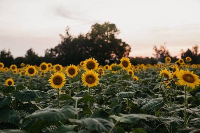 漂亮向日葵花海图片