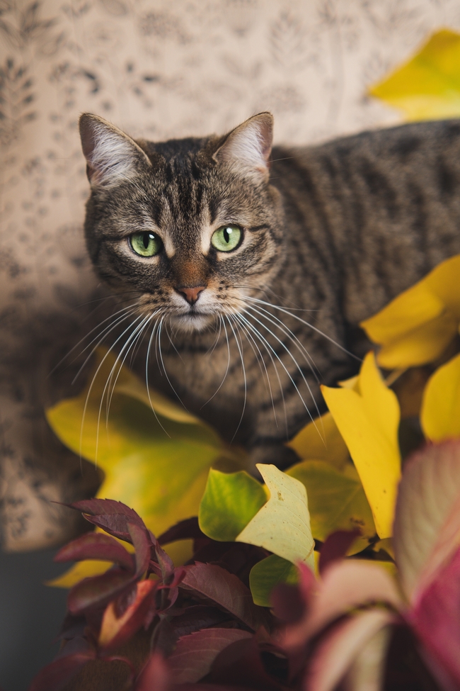 可爱萌宠虎斑猫图片