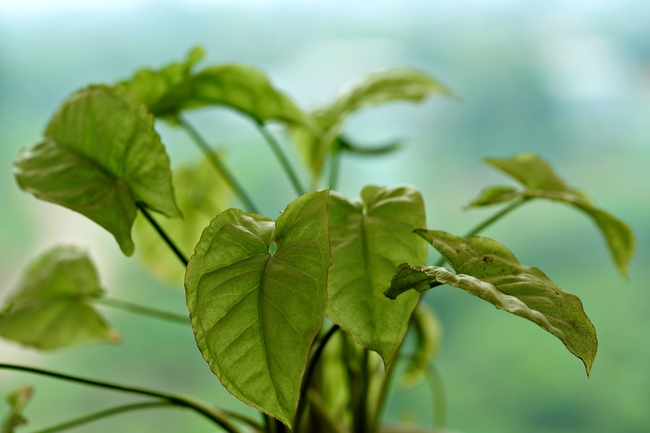 滴水观音植物叶子摄影图片