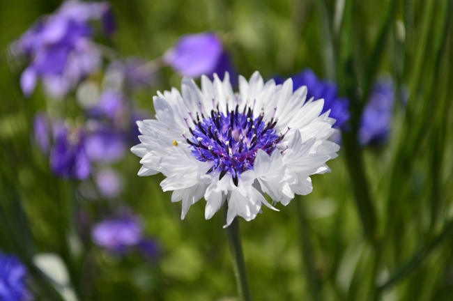 微距特写欧亚矢车菊图片