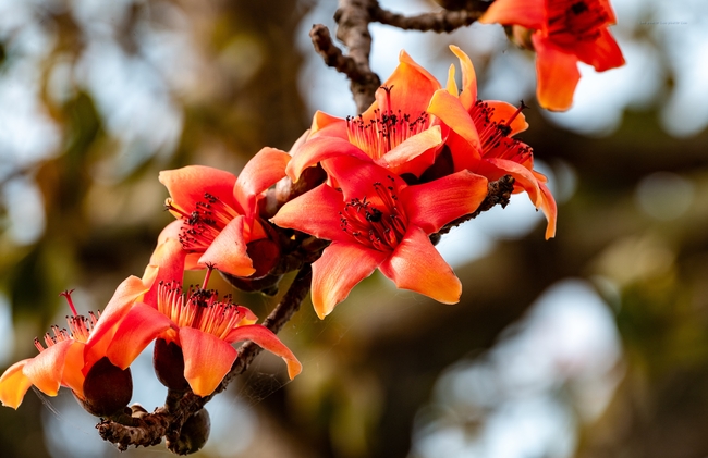 越南红色木棉花开摄影图片