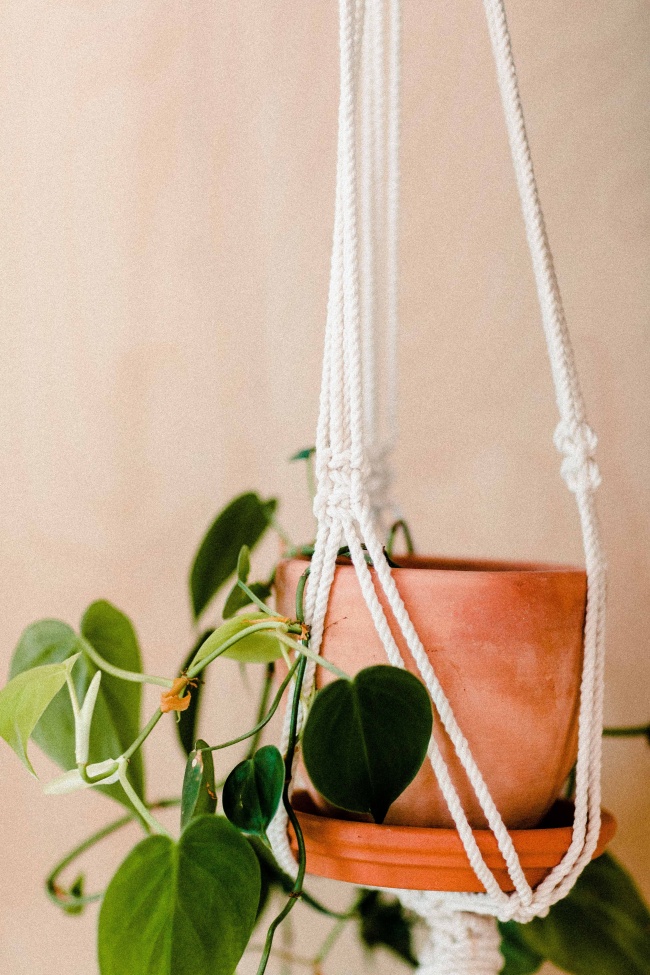 绿萝盆景图片欣赏