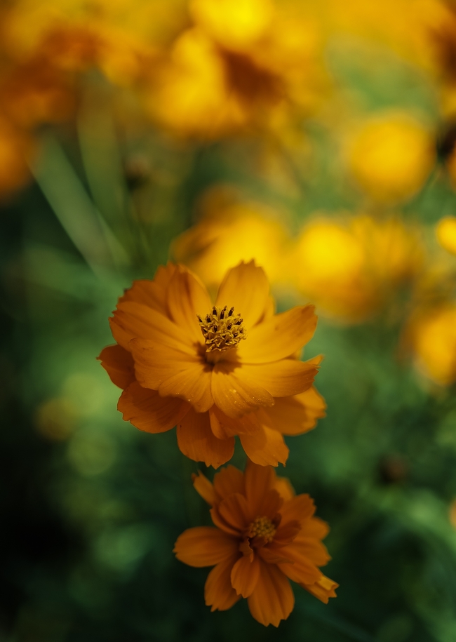野生大花金鸡菊摄影图片