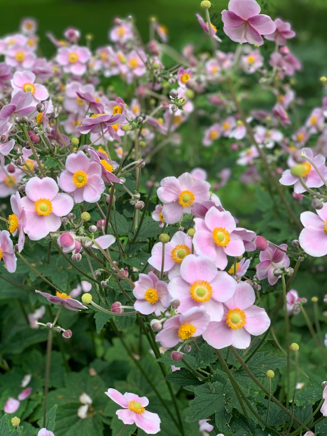 漂亮的秋牡丹图片