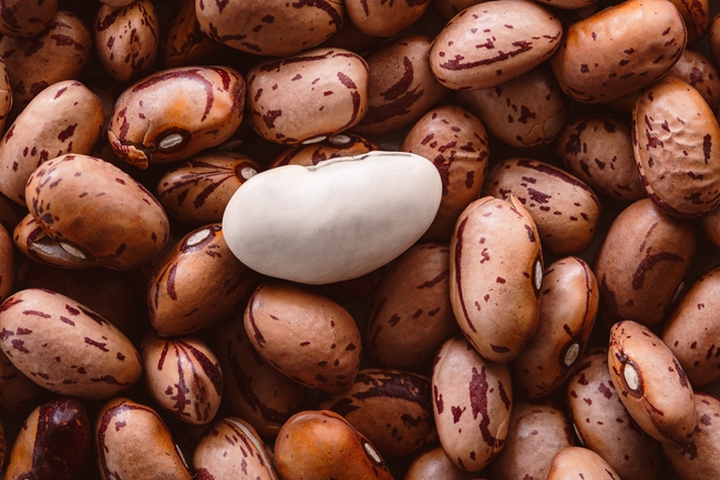 微距特带皮豆子摄影图片