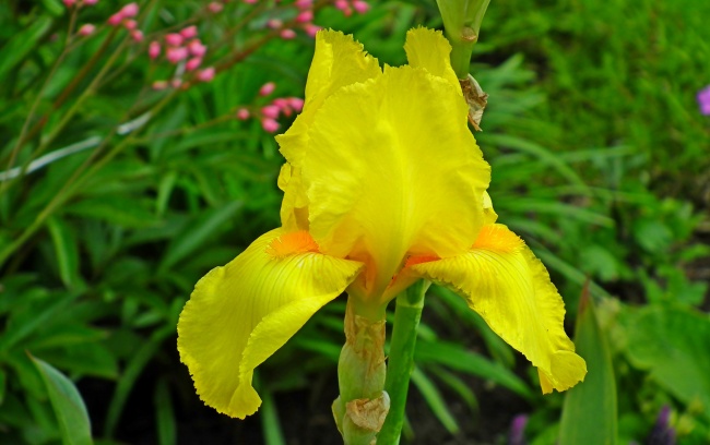 黄色鸢尾花开放图片