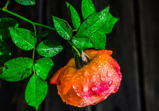 娇艳欲滴露珠玫瑰花图片