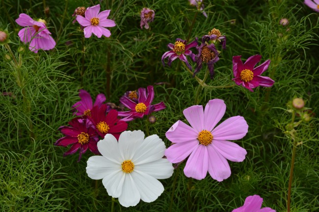 各色格桑花图片
