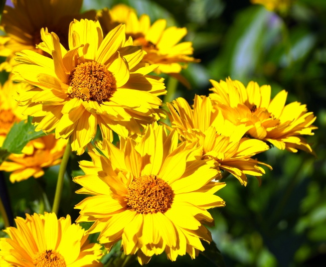 金灿灿太阳花图片