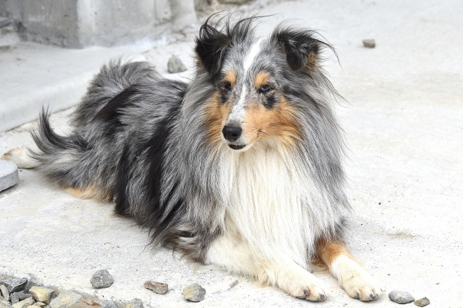 德国牧羊犬宠物狗狗图片