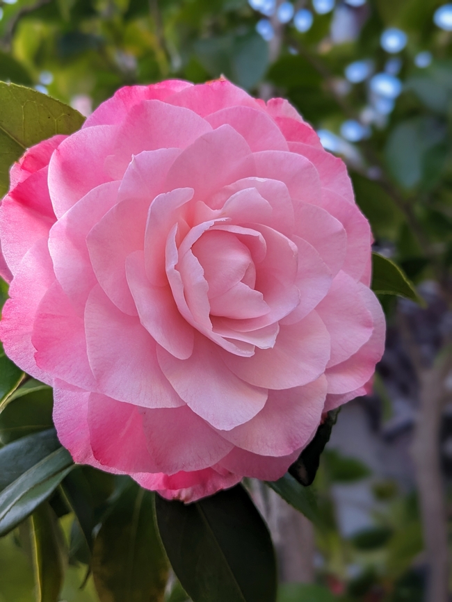 春天粉色山茶花微距摄影图片