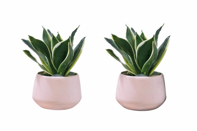 绿色室内盆栽植物图片