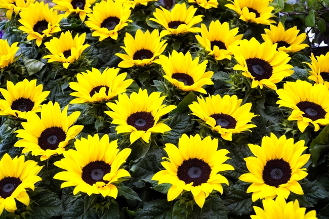 黑心向日葵花海摄影图片