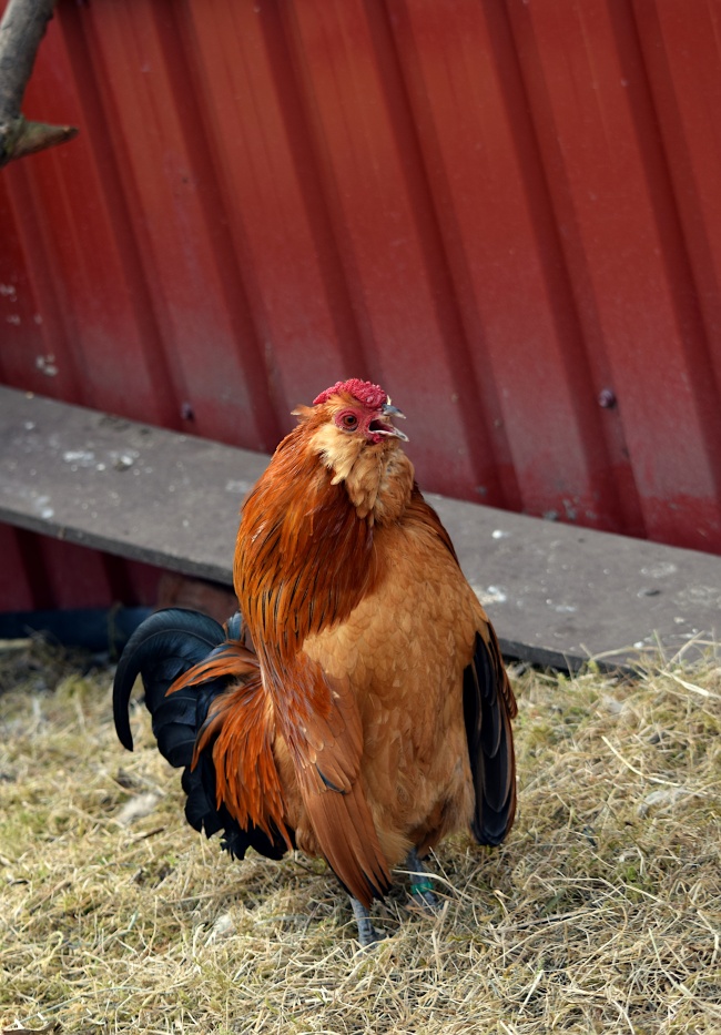 家养土公鸡图片