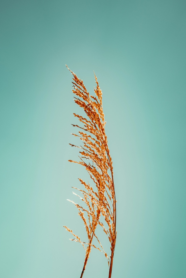 芦苇治愈系小清新图片摄影