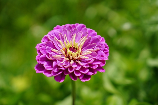 紫色百日菊微距特写摄影图片