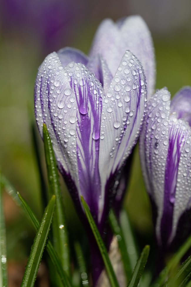 雨后番红花摄影图片