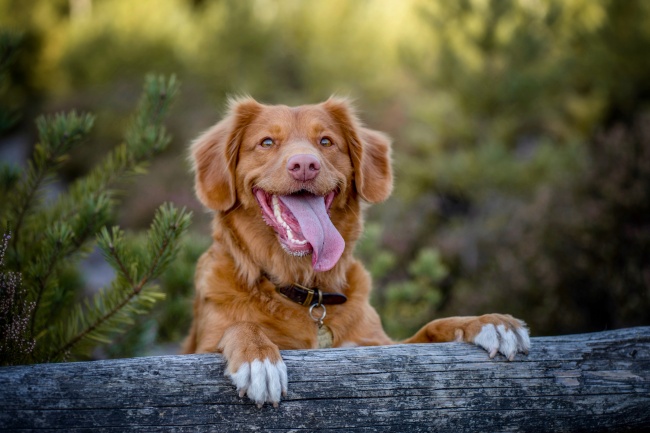 深棕色金毛犬图片